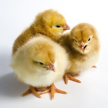 Easter Chicks Chocolate Cosies for Terry’s Chocolate Oranges  and Cadbury Creme Eggs