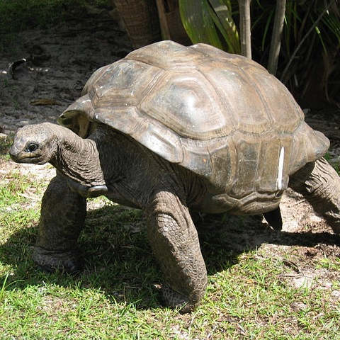 Galapagos Giant Tortoise Tea Cosy