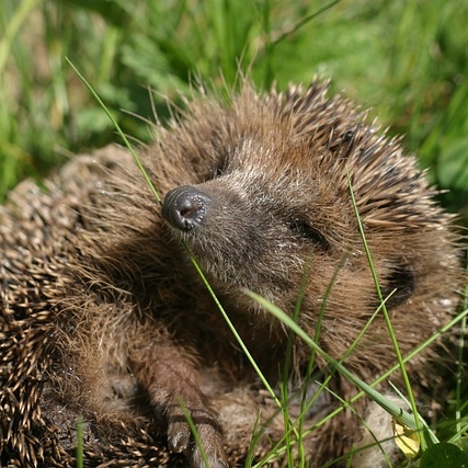 Hedgehog Tea Cosy