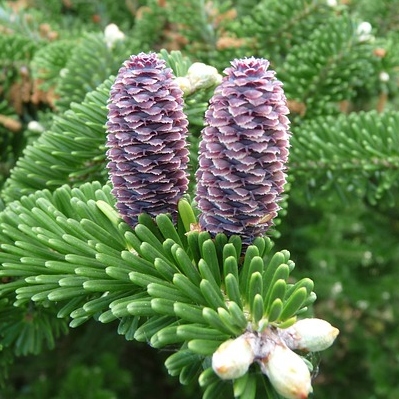 Mini Snowy Fir Tree Tea Cosy