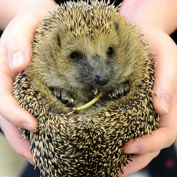 Hedgehog Tea Cosy